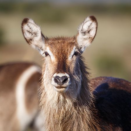 Bukela Game Lodge - アマカーラ・ゲーム・リザーブ エクステリア 写真