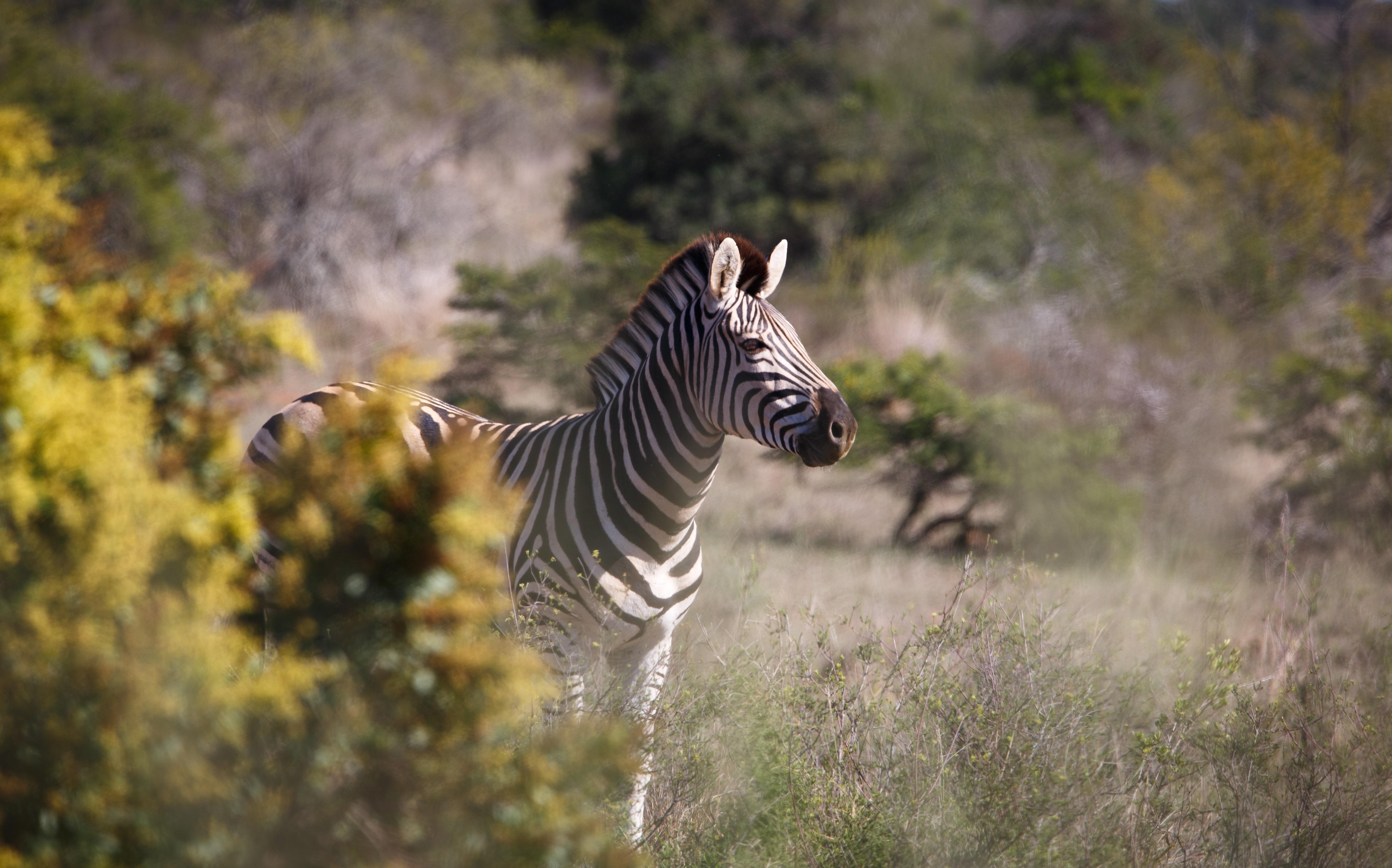 Bukela Game Lodge - アマカーラ・ゲーム・リザーブ エクステリア 写真