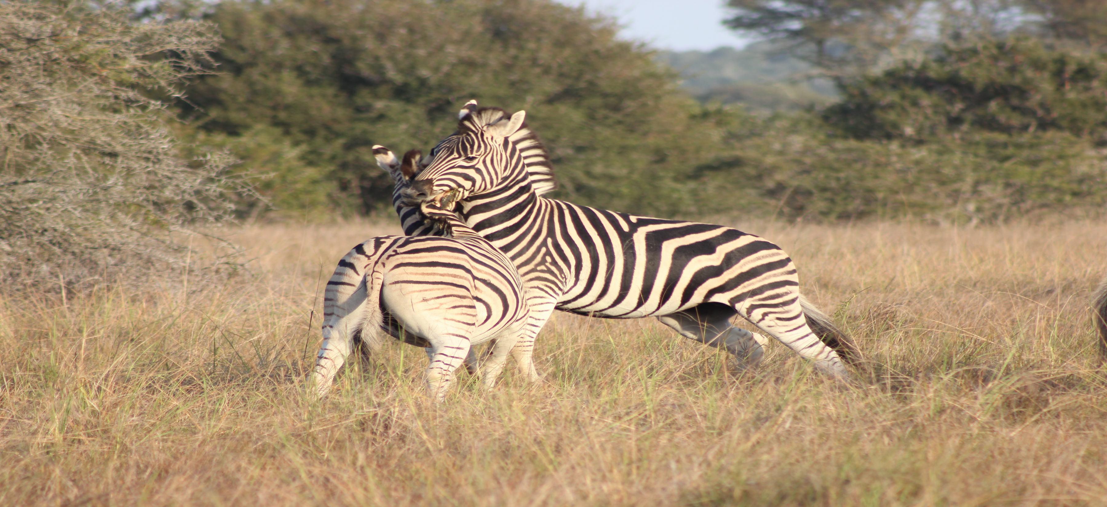 Bukela Game Lodge - アマカーラ・ゲーム・リザーブ エクステリア 写真