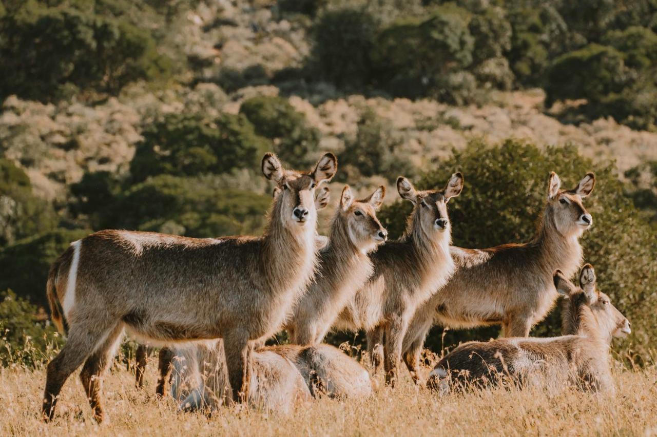 Bukela Game Lodge - アマカーラ・ゲーム・リザーブ エクステリア 写真