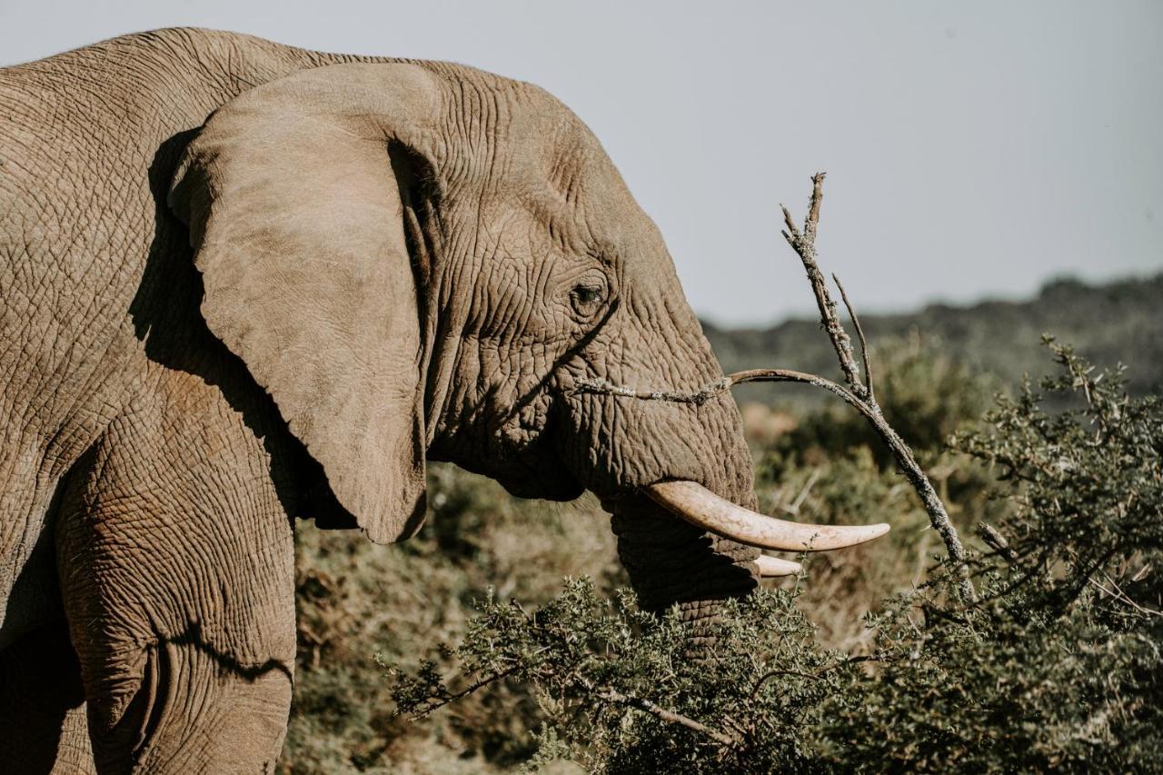 Bukela Game Lodge - アマカーラ・ゲーム・リザーブ エクステリア 写真