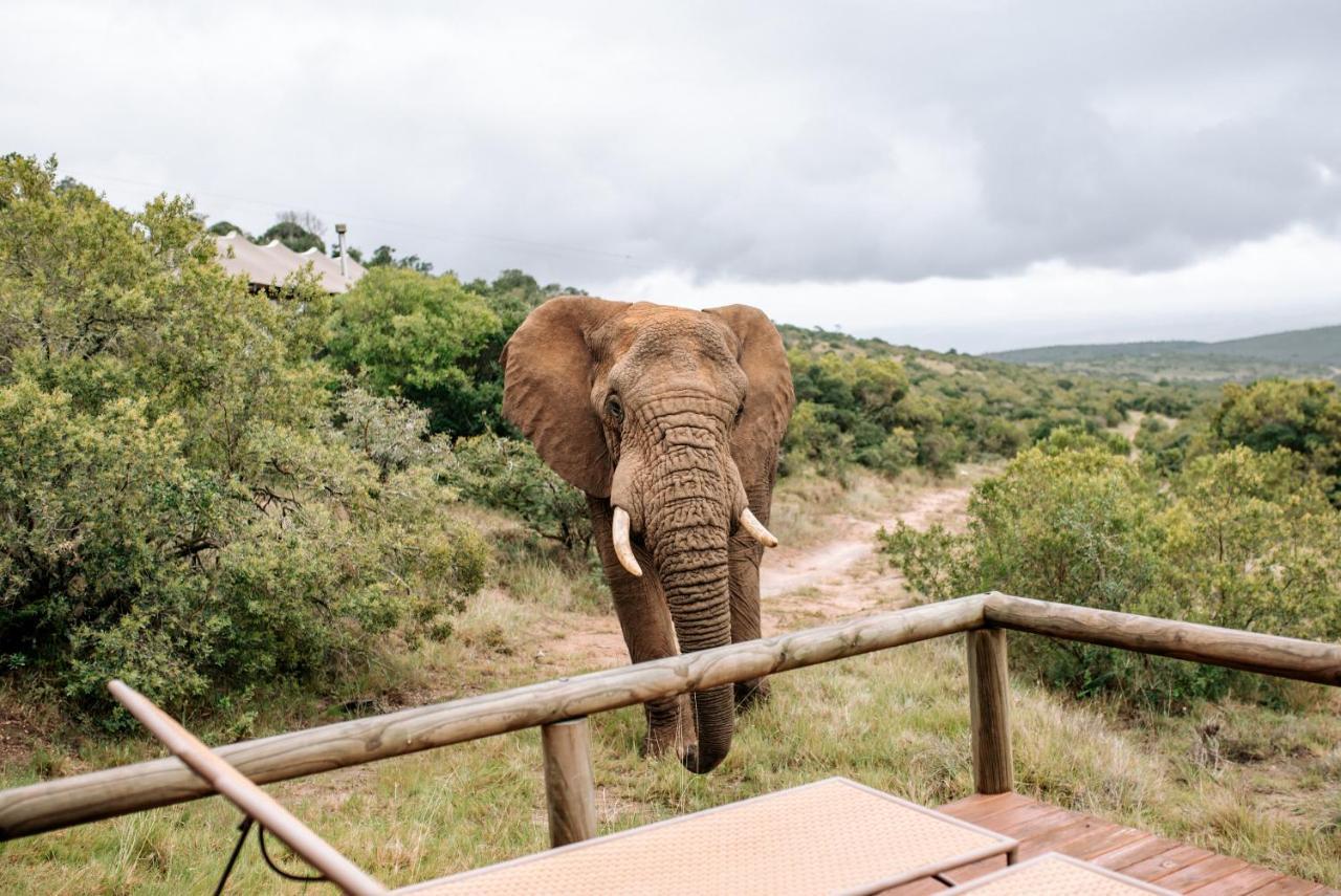 Bukela Game Lodge - アマカーラ・ゲーム・リザーブ エクステリア 写真