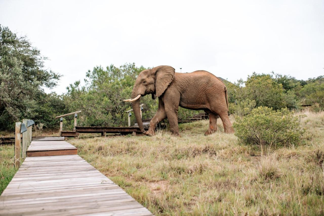 Bukela Game Lodge - アマカーラ・ゲーム・リザーブ エクステリア 写真