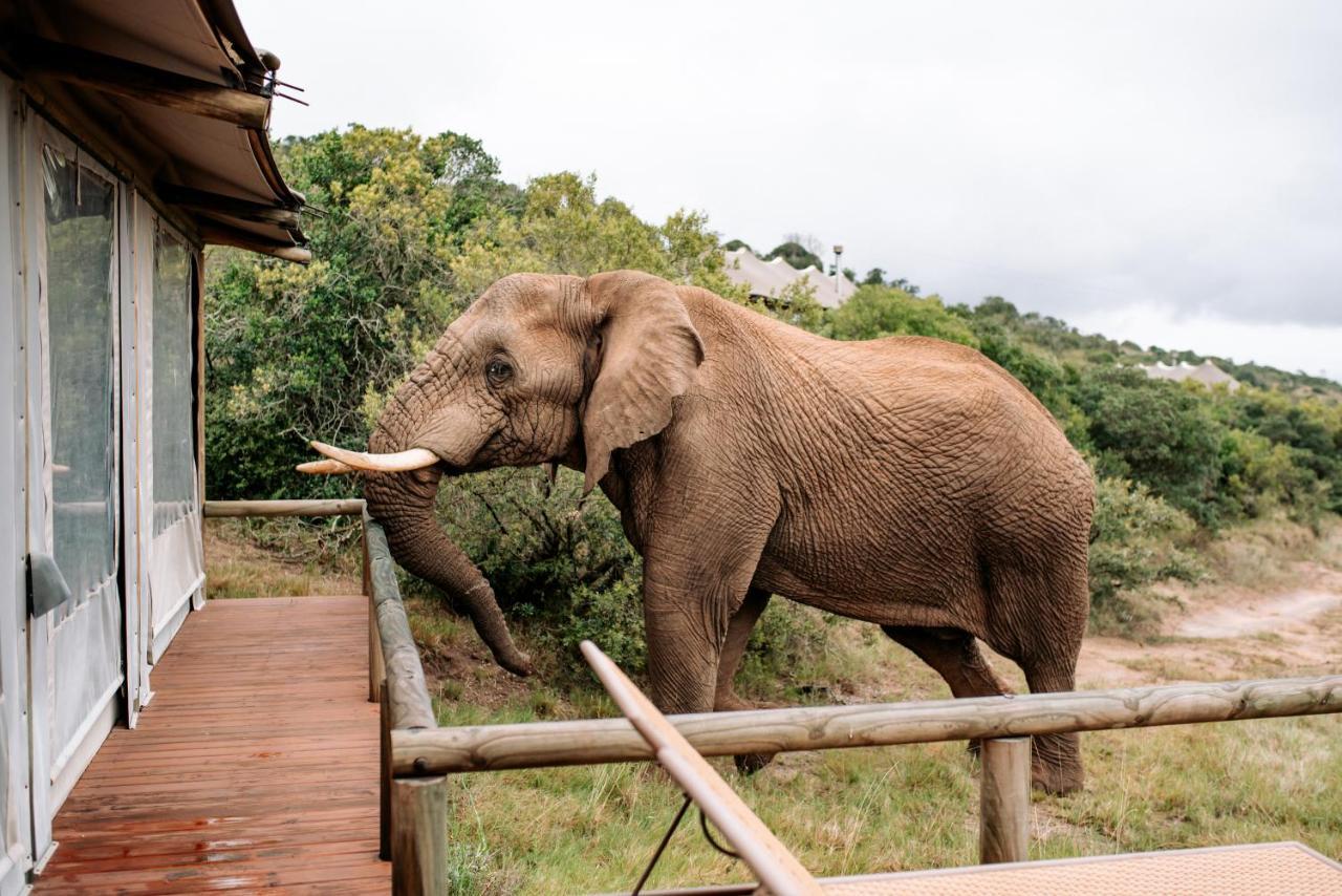 Bukela Game Lodge - アマカーラ・ゲーム・リザーブ エクステリア 写真