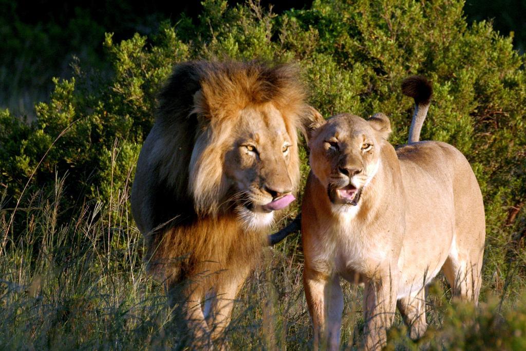 Bukela Game Lodge - アマカーラ・ゲーム・リザーブ エクステリア 写真