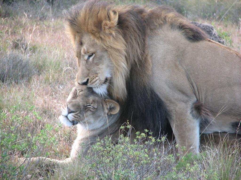 Bukela Game Lodge - アマカーラ・ゲーム・リザーブ エクステリア 写真