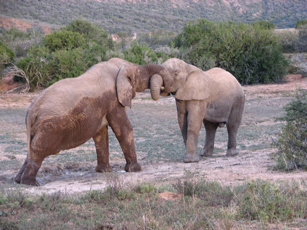 Bukela Game Lodge - アマカーラ・ゲーム・リザーブ エクステリア 写真
