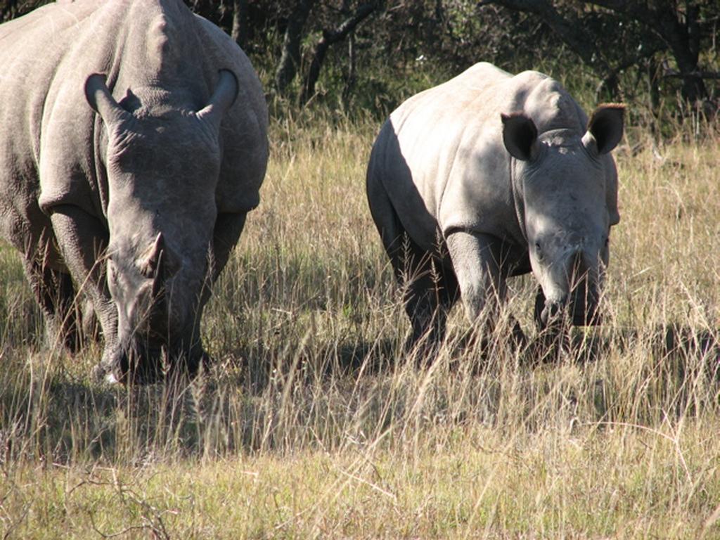 Bukela Game Lodge - アマカーラ・ゲーム・リザーブ エクステリア 写真