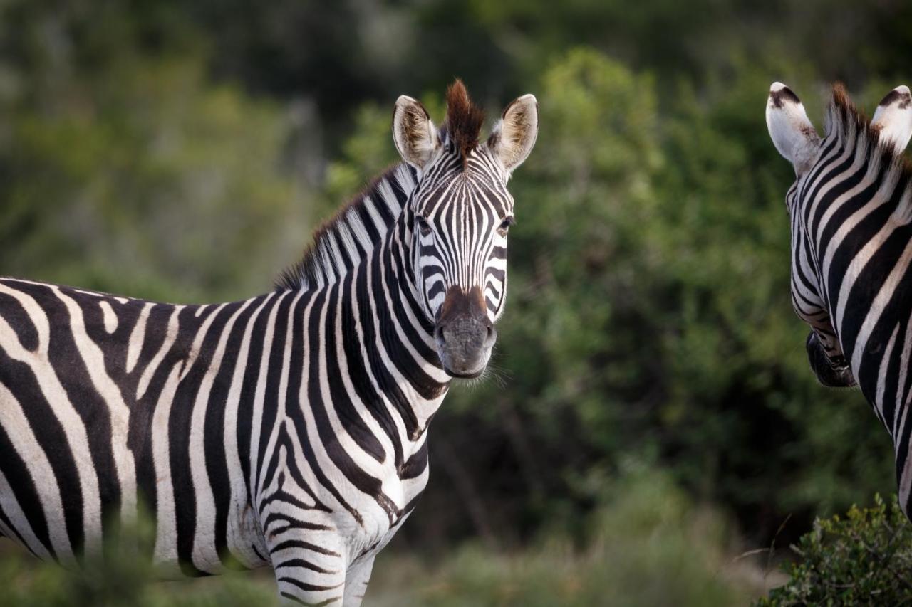 Bukela Game Lodge - アマカーラ・ゲーム・リザーブ エクステリア 写真